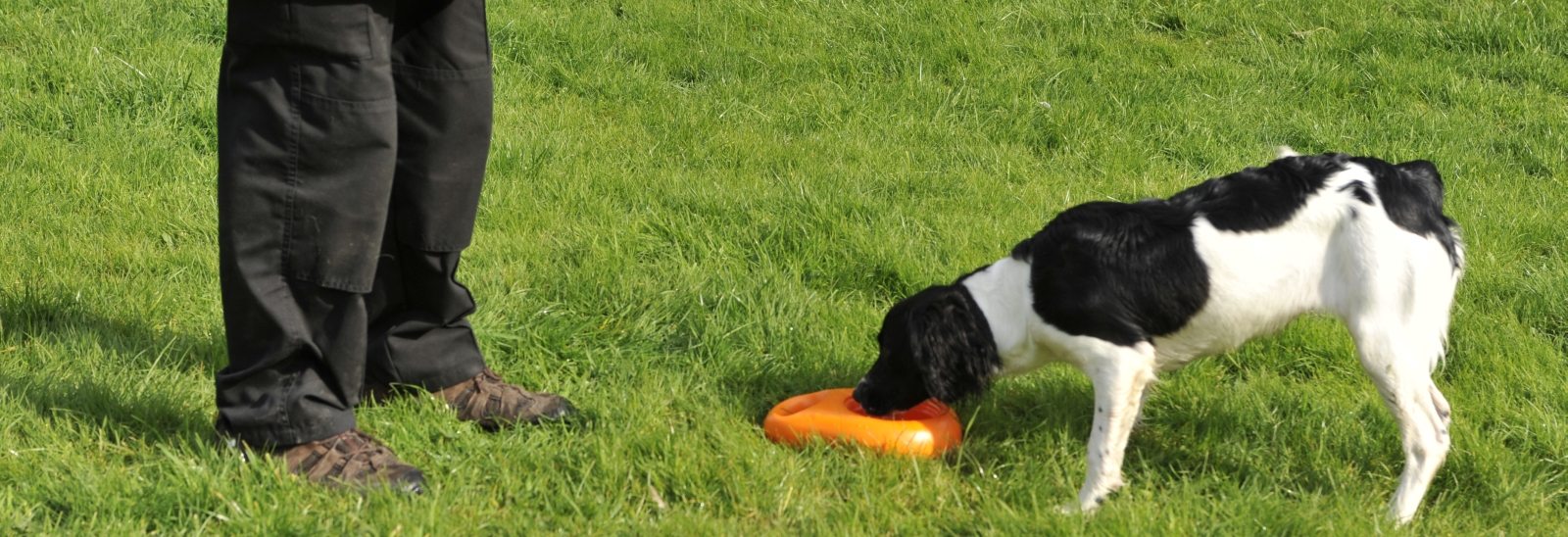 Preventing heatstroke in dogs