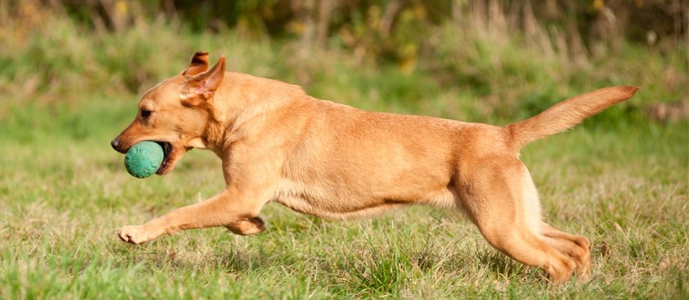 Labrador Retriever